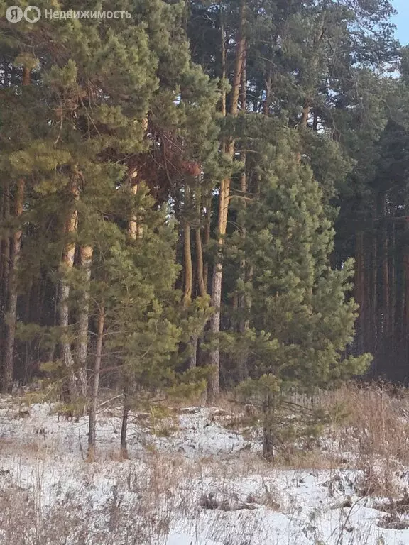 Участок в село Никольское, Октябрьская улица, 6 (20 м) - Фото 1