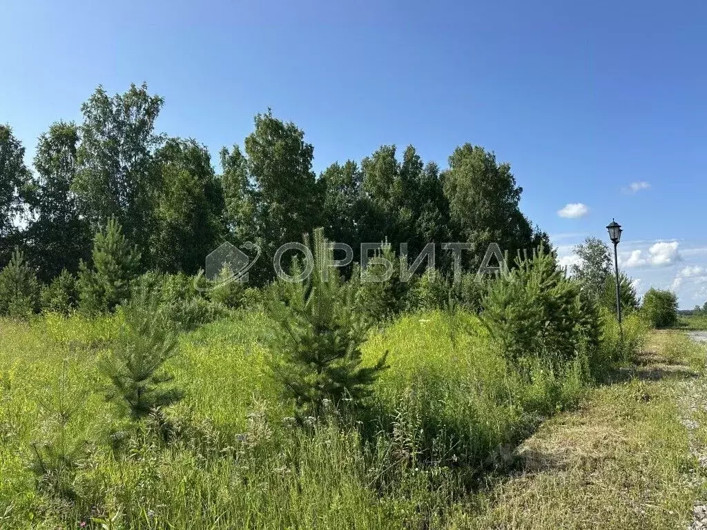 Участок в Тюменская область, Тюменский район, Новокаменский кп ул. ... - Фото 1