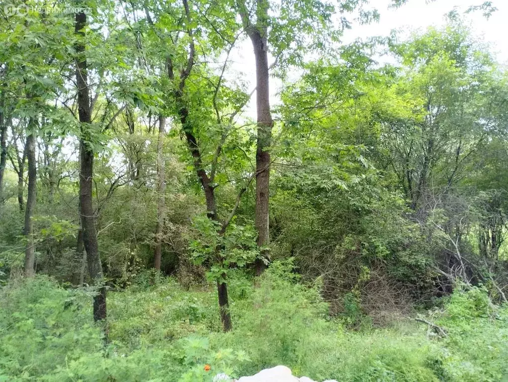Участок в Екатериновка, Весенняя улица, 2 (15 м) - Фото 0