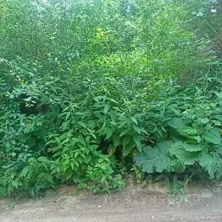Участок в Московская область, Луховицы муниципальный округ, д. Озерицы ... - Фото 0