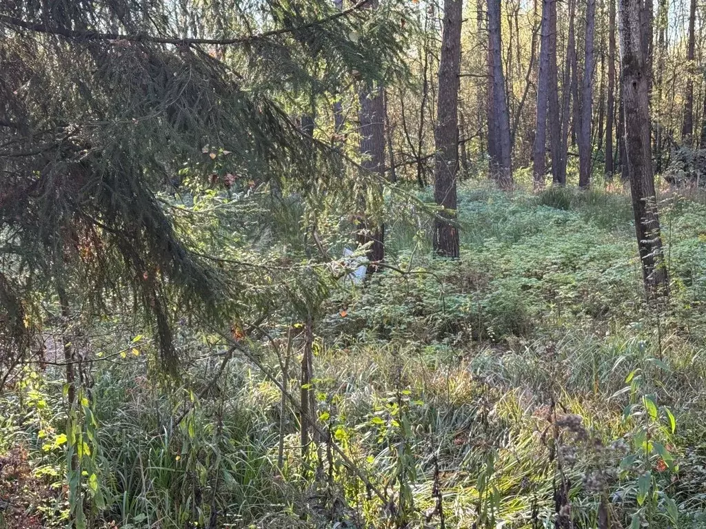 Участок в Московская область, Богородский городской округ, д. Дядькино ... - Фото 1
