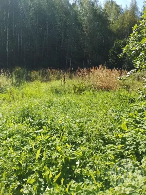 Участок в Ленинградская область, Лужский район, Дзержинское с/пос, ... - Фото 1