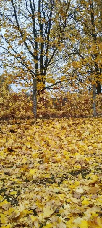 Участок в Чувашия, Чебоксарский муниципальный округ, Большекатрасьское ... - Фото 1