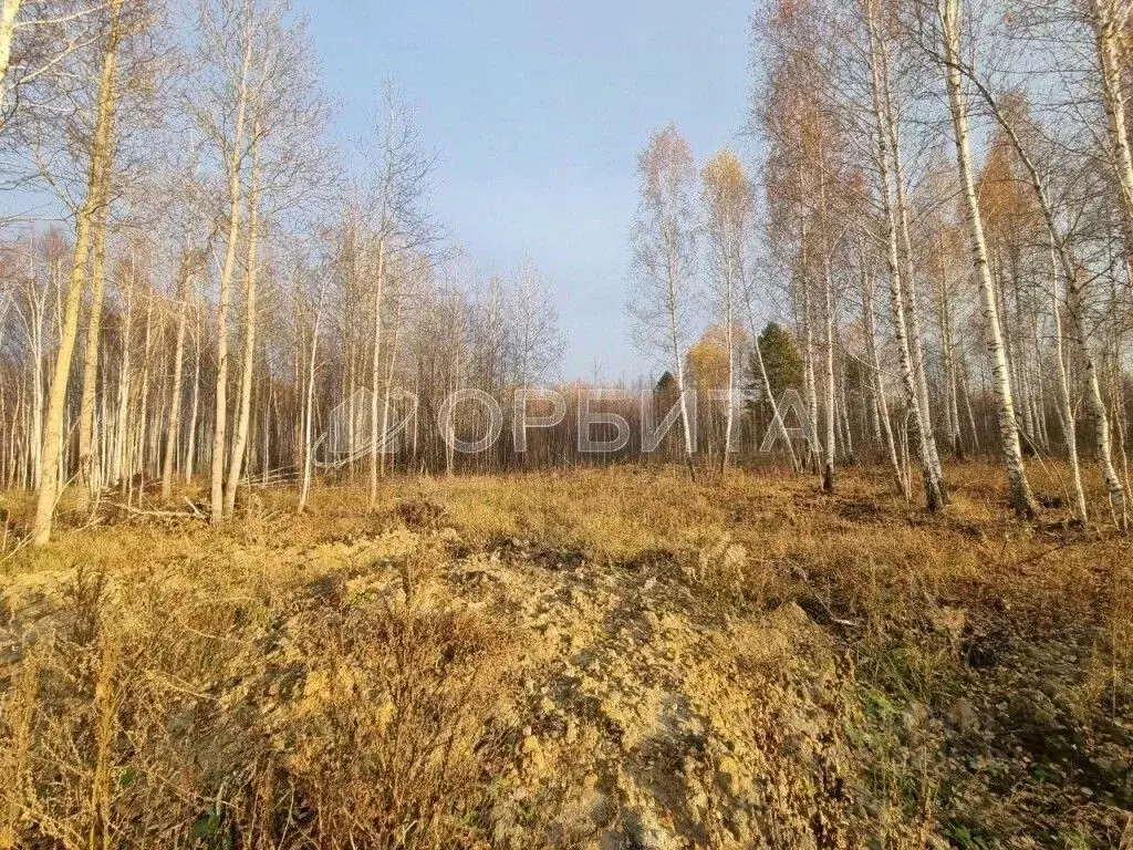 Участок в Тюменская область, Нижнетавдинский район, Строитель ТСН 786 ... - Фото 2