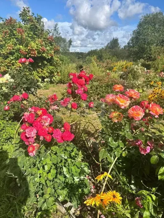 Участок в Смоленская область, д. Новое Левково  (25.0 сот.) - Фото 1