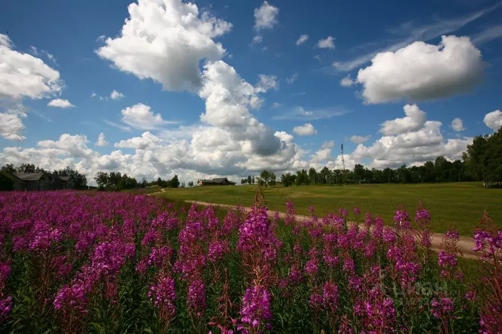 Участок в Ленинградская область, Ломоносовский район, Пениковское ... - Фото 1