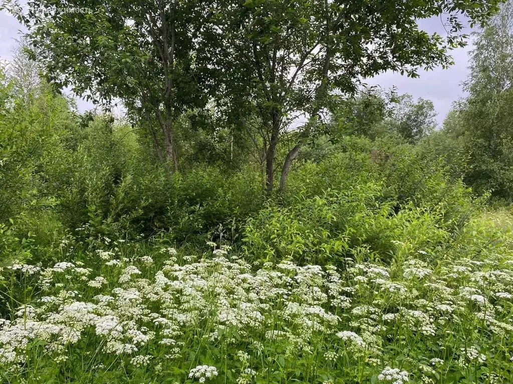 Участок в Кингисеппский район (6 м) - Фото 1