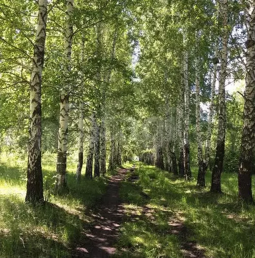 Участок 5,5 сот. (личное подсобное хозяйство (лпх)) - Фото 0