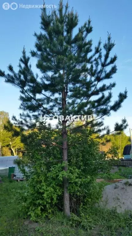 Участок в Новосибирск, садовое товарищество Диксон (7.45 м) - Фото 0