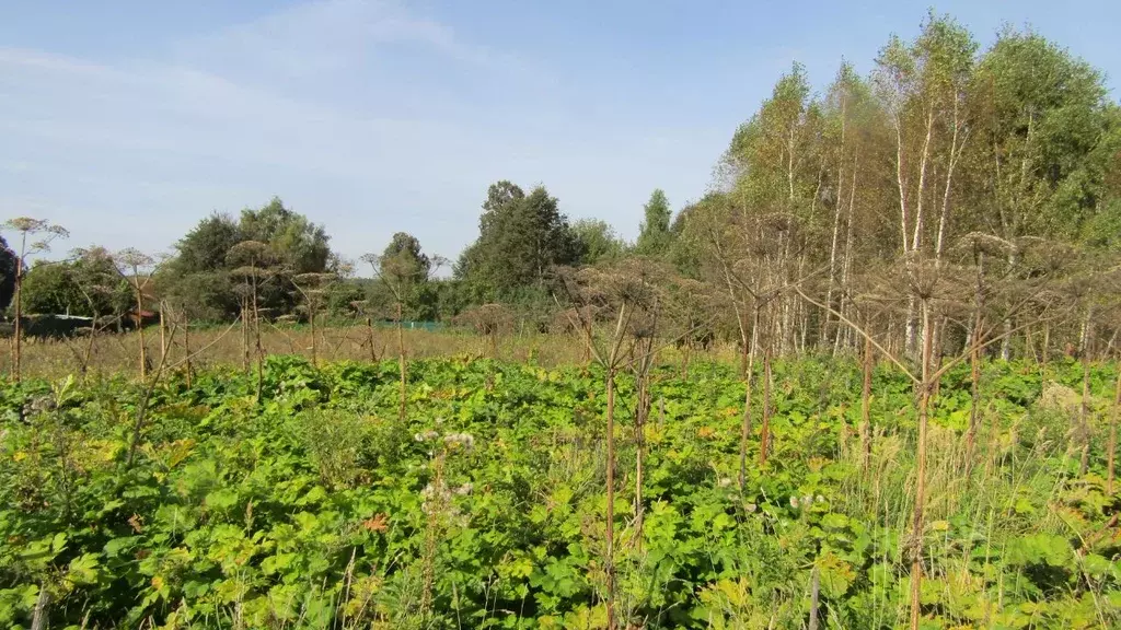 Участок в Московская область, Рузский муниципальный округ, д. Гомнино  ... - Фото 1