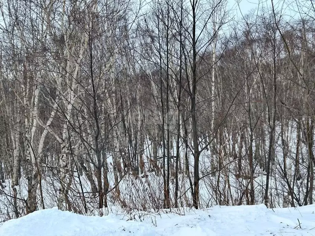 Участок в Камчатский край, Елизовский район, Пионерское с/пос, пос. ... - Фото 0