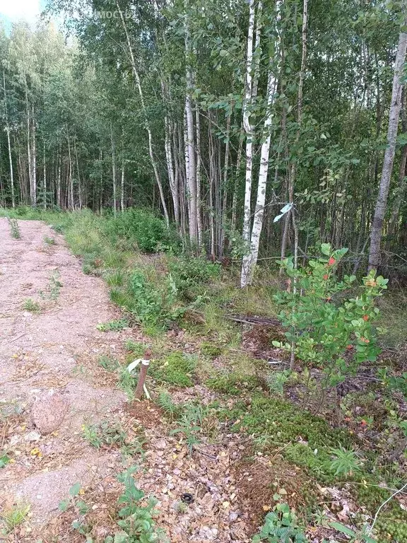 Участок в Выборгский район, Советское городское поселение, СНТ ... - Фото 1