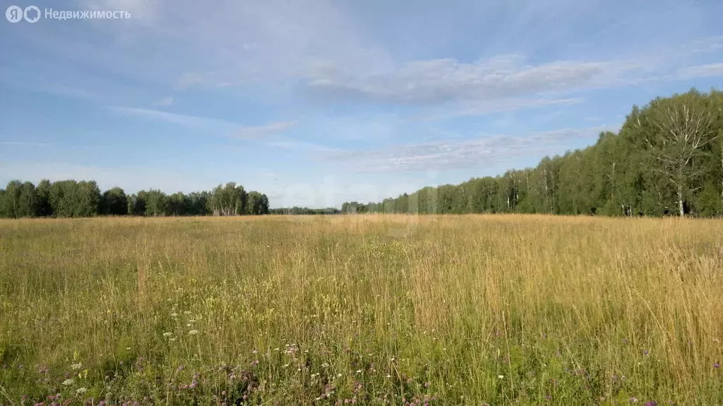 Участок в Новосибирск (850 м) - Фото 1