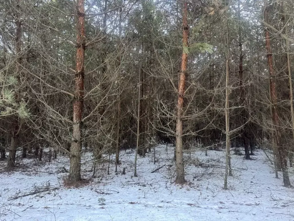 Участок в Московская область, Серпухов городской округ, с. Игумново  ... - Фото 1