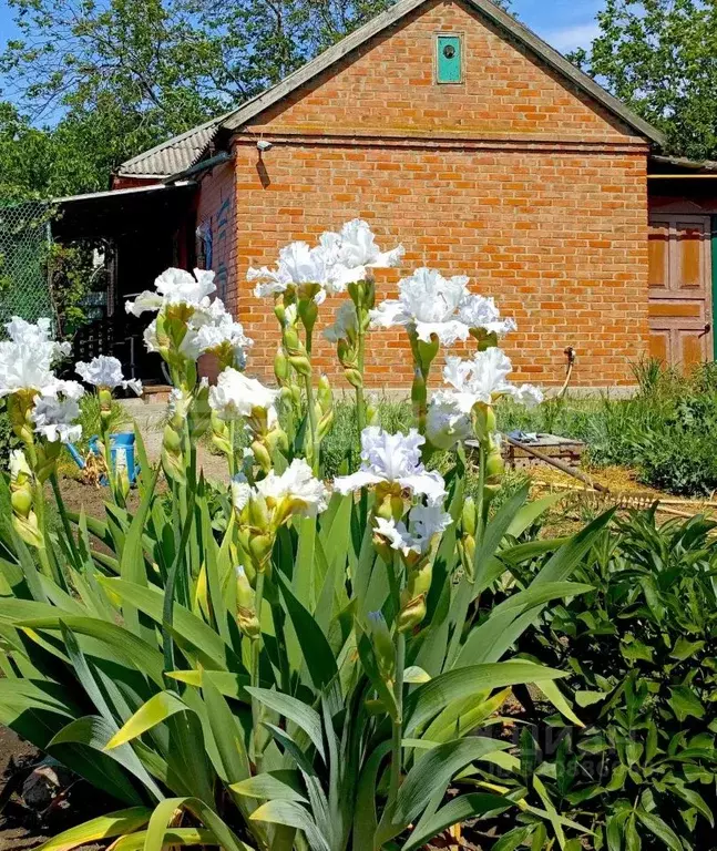 Дом в Ростовская область, Батайск Грузинская ул. (70 м) - Фото 2