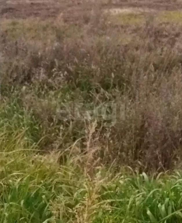 Участок в Амурская область, Благовещенский район, с. Владимировка ... - Фото 0