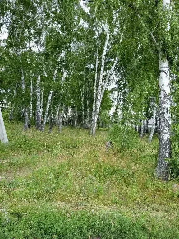 Участок в Новосибирская область, Новосибирский район, Морской ... - Фото 0