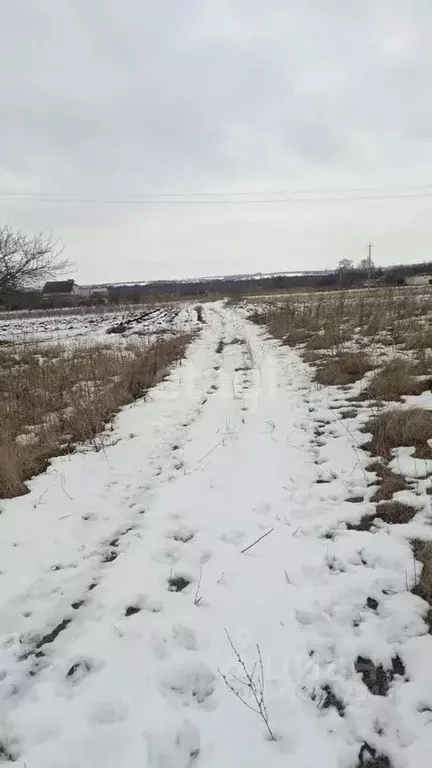 Участок в Курская область, Курский район, Камышинский сельсовет, д. ... - Фото 1