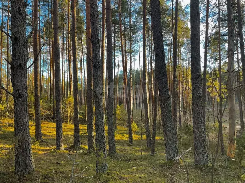 Участок в Псковская область, Печорский муниципальный округ, д. Кудина ... - Фото 1