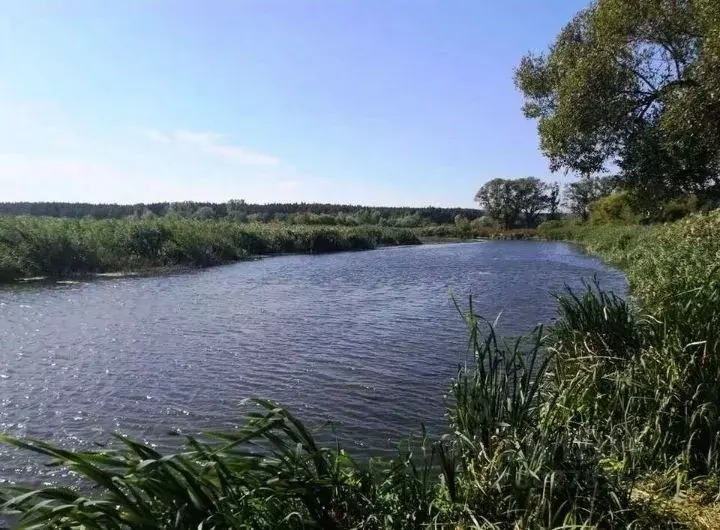 Участок в Белгородская область, Белгородский район, Беловское с/пос, ... - Фото 0