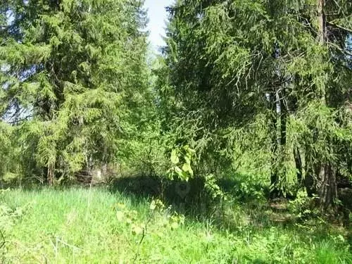 Участок в Калужская область, Жуковский муниципальный округ, Истье ... - Фото 2