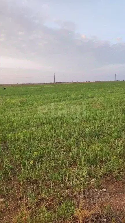 Участок в Крым, Сакский район, с. Молочное  (384.16 сот.) - Фото 1