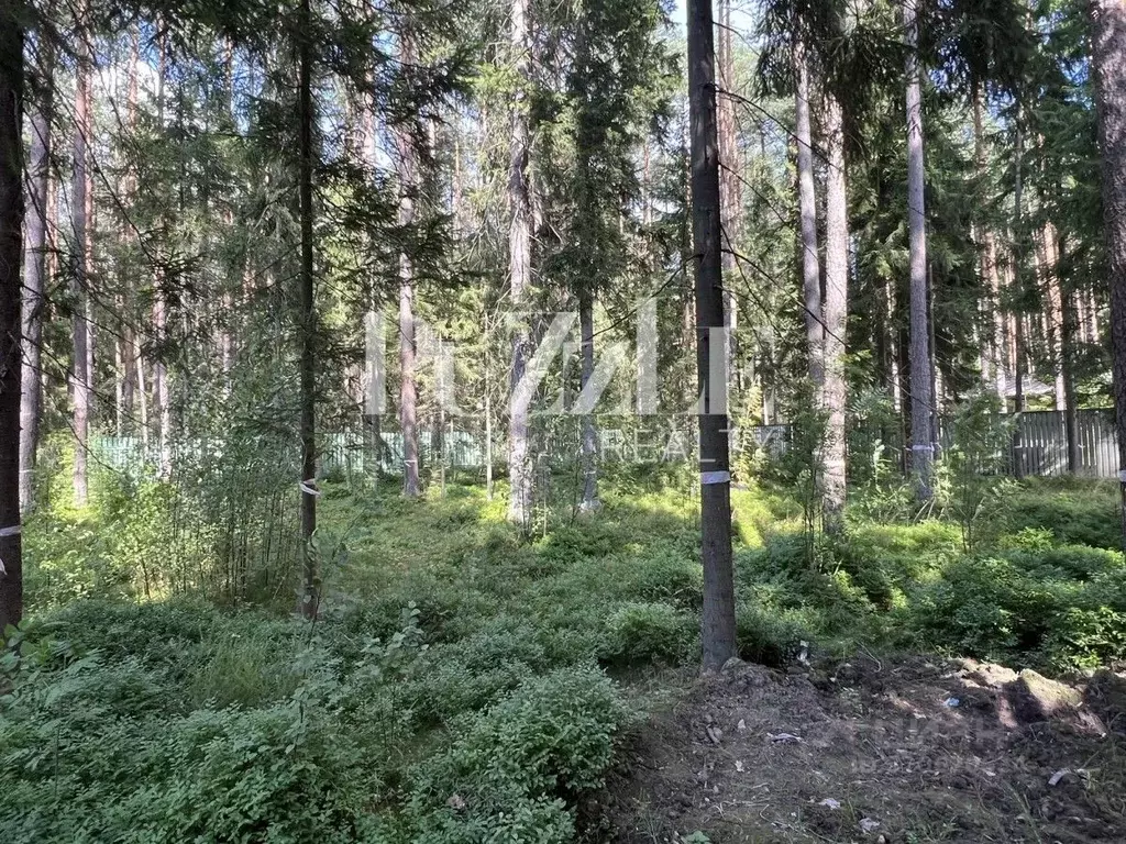 Участок в Санкт-Петербург, Санкт-Петербург, Зеленогорск ул. Танкистов, ... - Фото 2