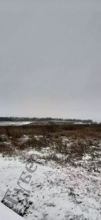 Участок в Белгородская область, Белгородский район, Новосадовское ... - Фото 0