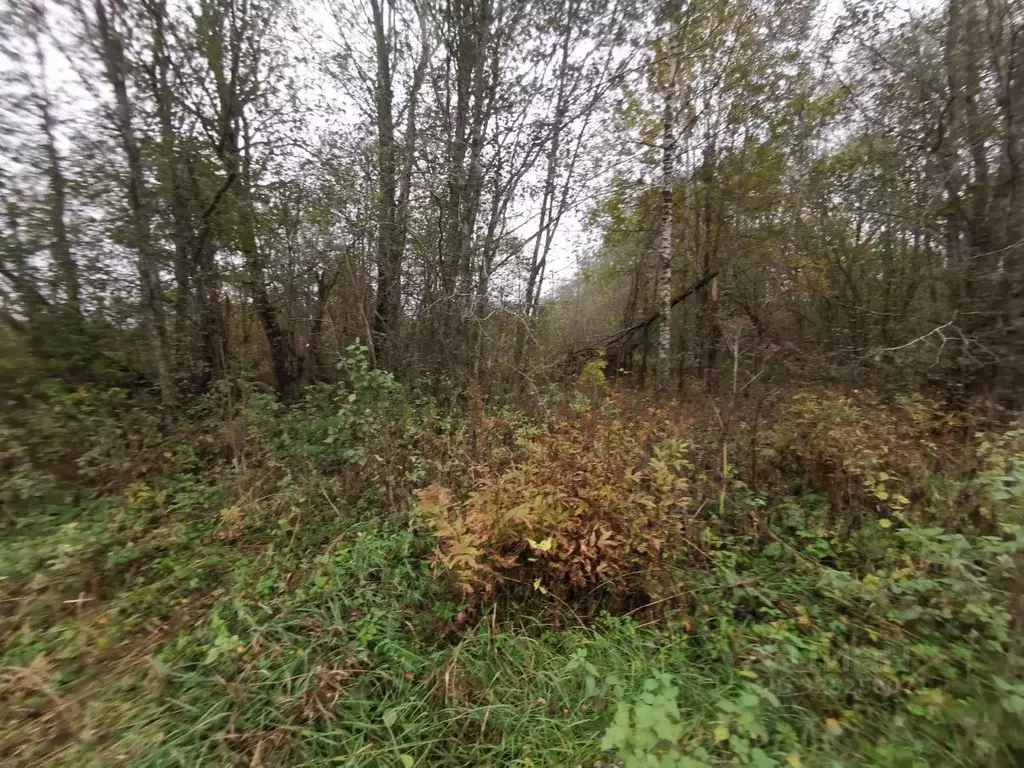 Участок в Новгородская область, Демянский муниципальный округ, с. ... - Фото 2