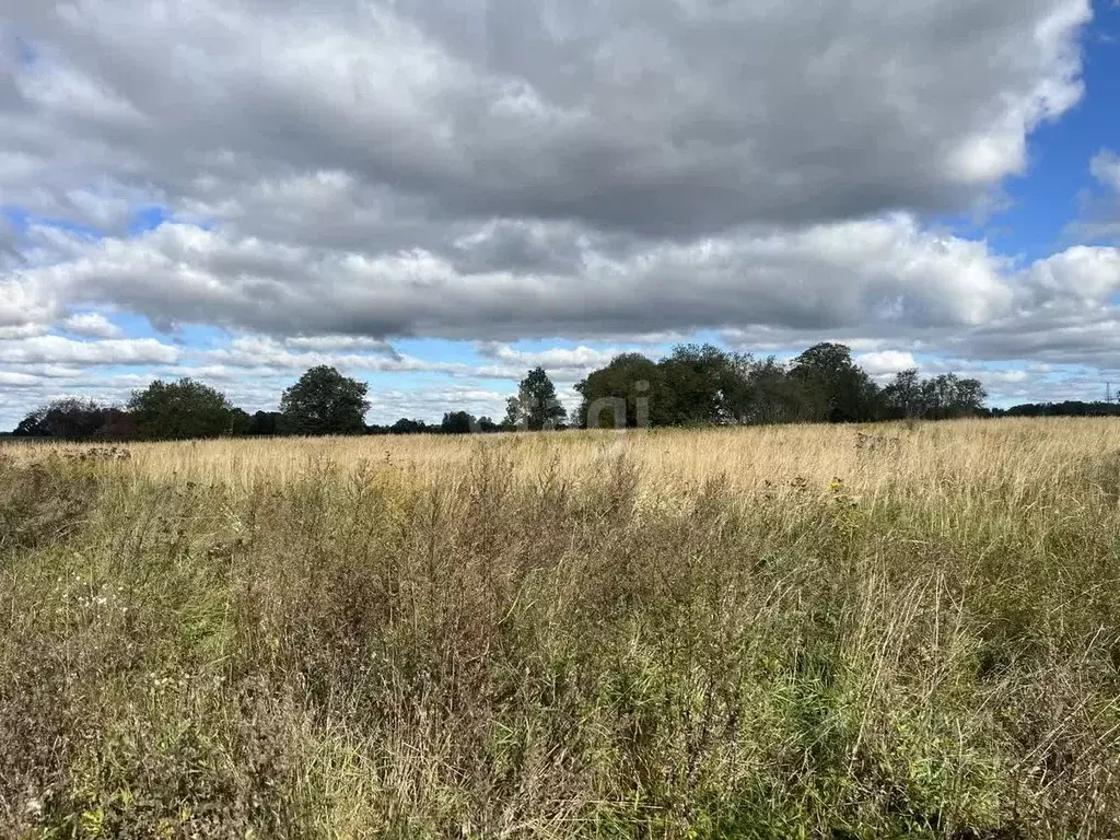Участок в Калининградская область, Гурьевский муниципальный округ, ... - Фото 2