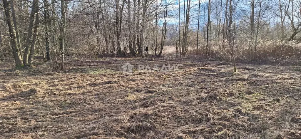 Участок в Калининградская область, Гурьевский муниципальный округ, ... - Фото 1