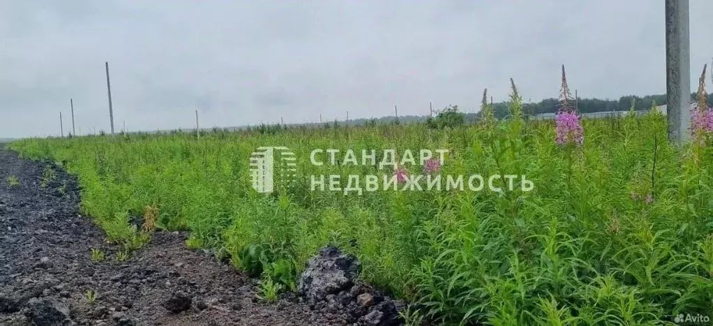 Участок в Тюменская область, Тюменский район, д. Малиновка ул. ... - Фото 1