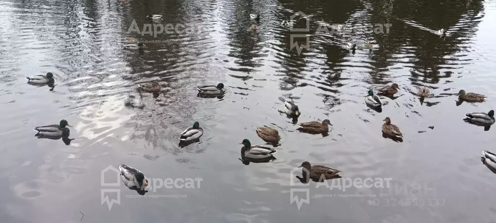 Студия Москва с. Былово, Былово кп, ул. Радужная, 2 (35.0 м) - Фото 1