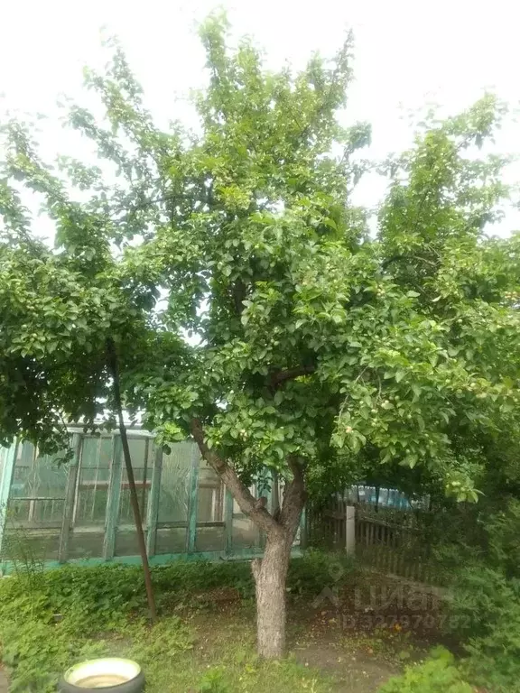 Дом в Омская область, Омск СОСН Шинник-1 тер.,  (48 м) - Фото 2