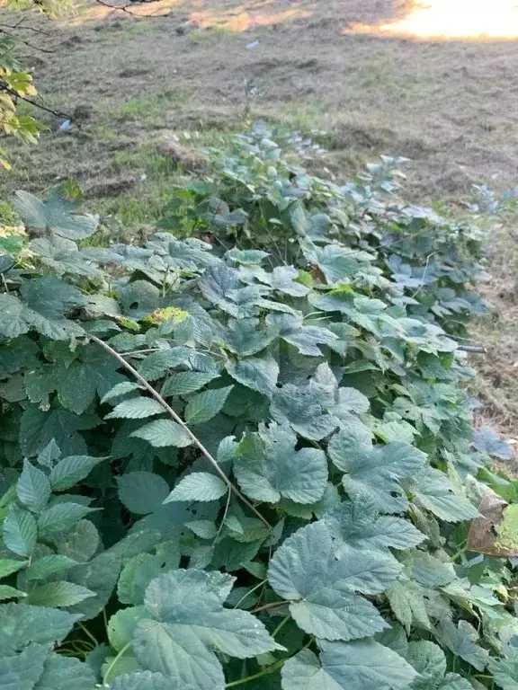 Участок в Амурская область, Ивановский муниципальный округ, с. ... - Фото 1