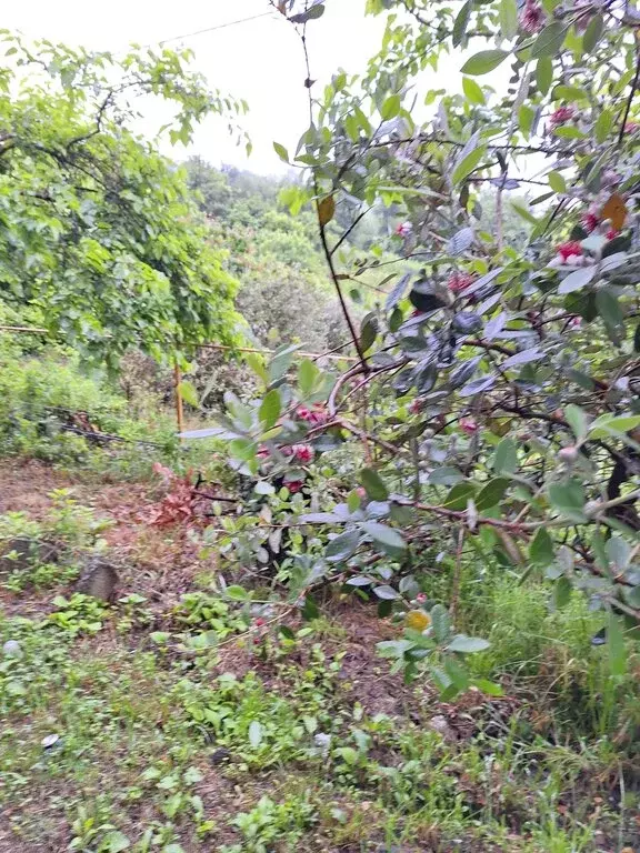 Участок в село Нижняя Шиловка, Светогорская улица (41 м) - Фото 2