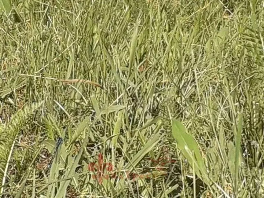 Участок в Белгородская область, Белгородский район, Разумное рп ул. ... - Фото 1