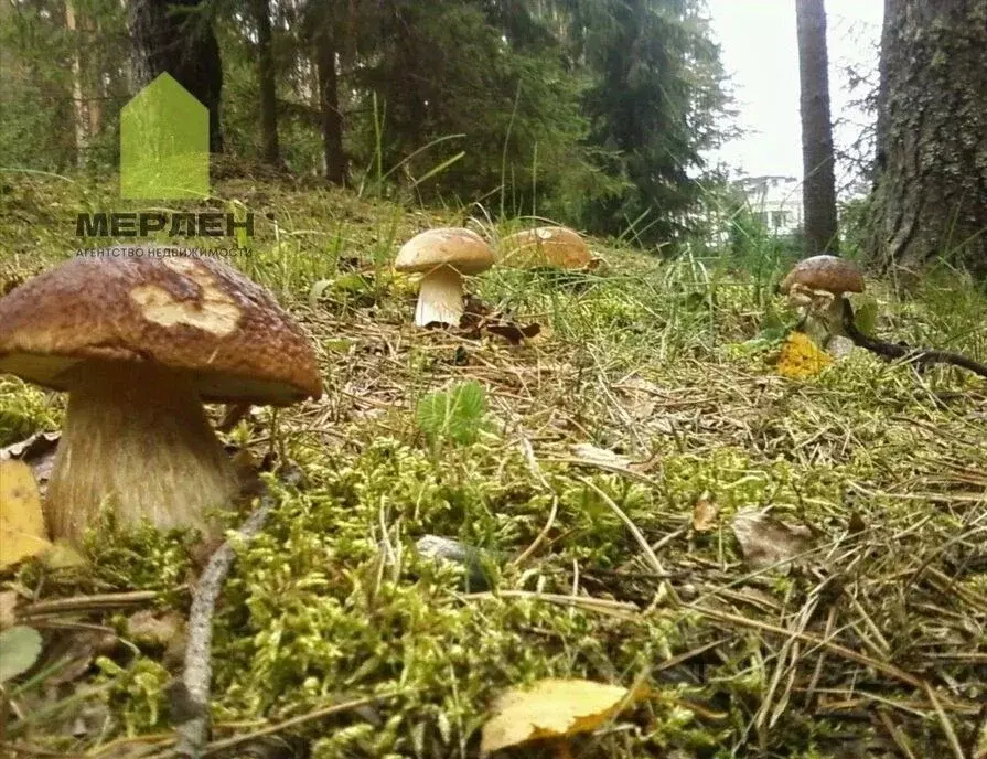 Участок в Калужская область, Дзержинский муниципальный округ, с. ... - Фото 1