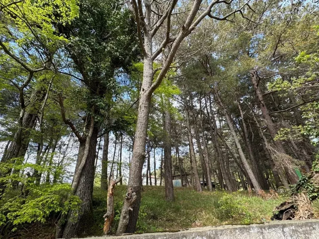 Участок в Краснодарский край, Туапсинский муниципальный округ, с. ... - Фото 1