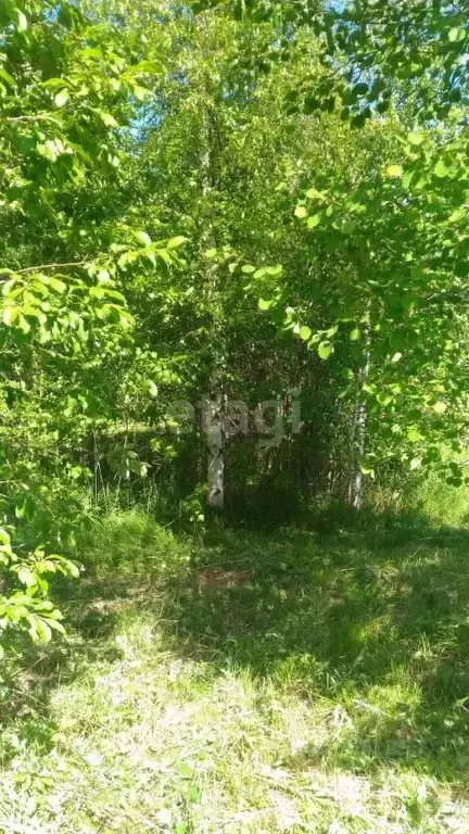 Участок в Свердловская область, Екатеринбург Рассвет СНТ, 33 (12.0 ... - Фото 1