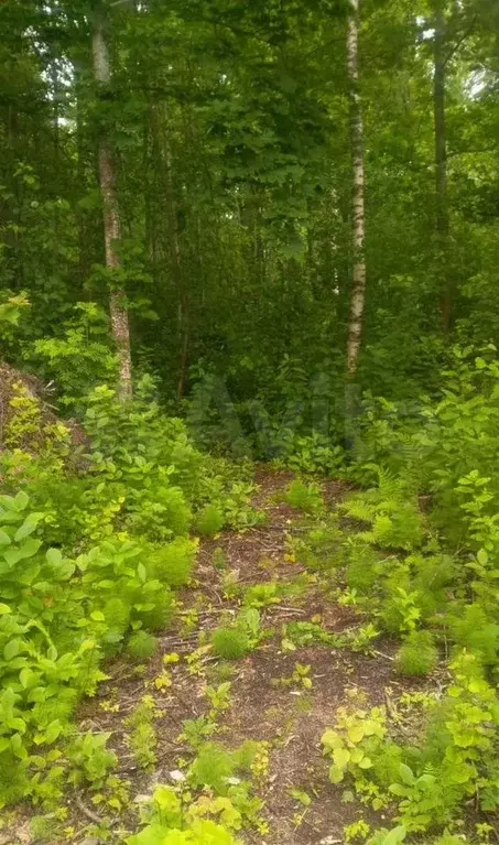 Участок 15 сот. (ИЖС) - Фото 1