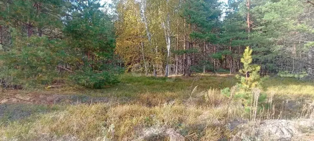 Участок в Ульяновская область, Старомайнский район, Краснореченское ... - Фото 1