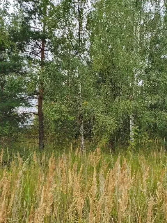 Участок в Московская область, Шатура муниципальный округ, д. ... - Фото 1