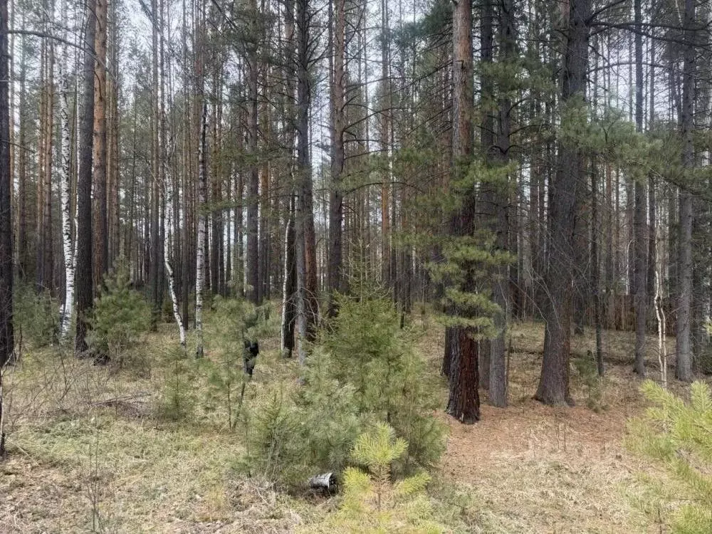 Участок в Иркутская область, Шелеховский район, Шаманское ... - Фото 1