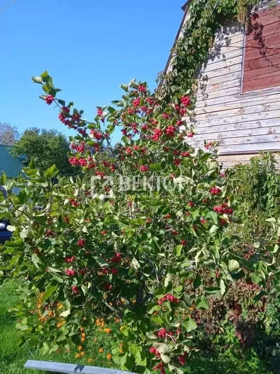 Дом в Костромская область, Костромской район, Караваевское с/пос, пос. ... - Фото 1