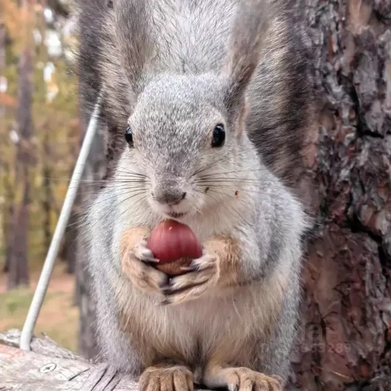 1-к кв. Челябинская область, Чебаркуль Санаторий Еловое тер., 10А ... - Фото 2