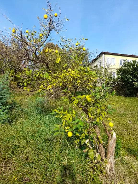 Участок в Краснодарский край, Сочи Верхнеимеретинская Бухта мкр,  (6.2 ... - Фото 1