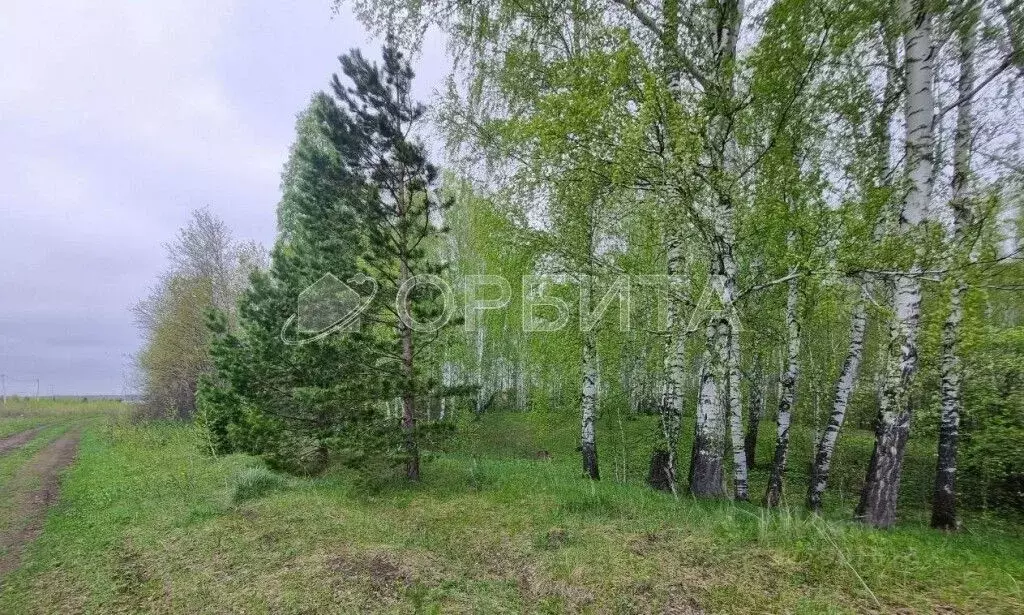 Участок в Тюменская область, Тюменский муниципальный округ, д. Елань  ... - Фото 2