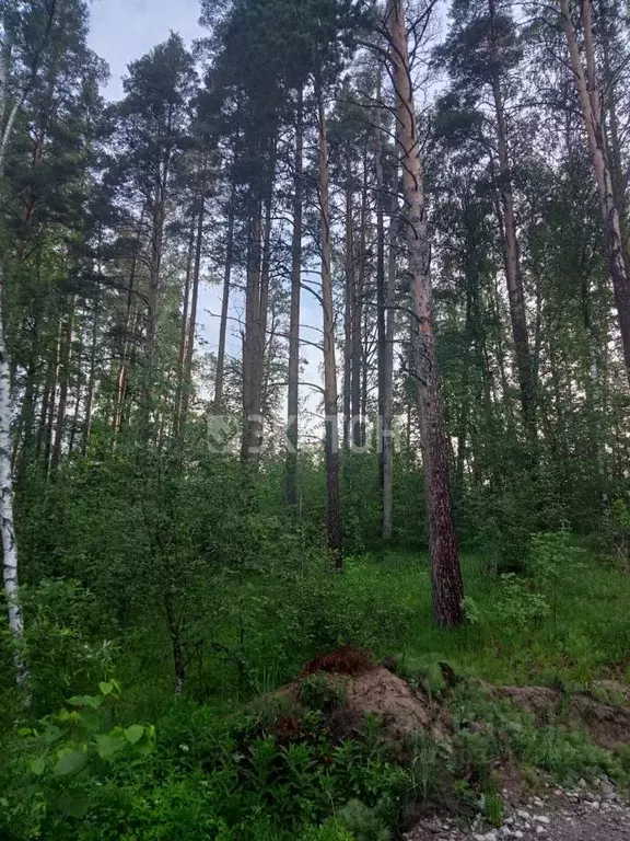 Участок в Ленинградская область, Приозерский район, Ромашкинское ... - Фото 1