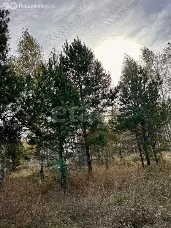 Участок в Курганская область, Кетовский муниципальный округ, деревня ... - Фото 1